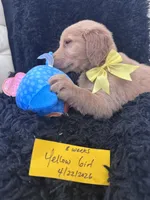 Light yellow girl , a female Golden Retriever for sale in Orlando, FL – Photo 4 of 4