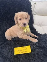 Light yellow girl , a female Golden Retriever for sale in Orlando, FL – Photo 3 of 4