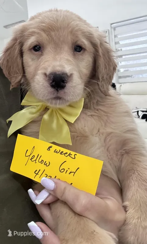 Light yellow girl  – Golden Retriever puppy for sale in Orlando, FL