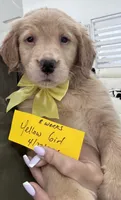 Light yellow girl , a female Golden Retriever for sale in Orlando, FL – Photo 1 of 4