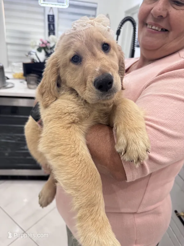 Beige Girl  – Golden Retriever puppy for sale in Orlando, FL