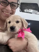 Dark Pink Girl , a female Golden Retriever for sale in Orlando, FL – Photo 3 of 4