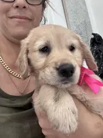 Dark Pink Girl , a female Golden Retriever for sale in Orlando, FL – Photo 4 of 4