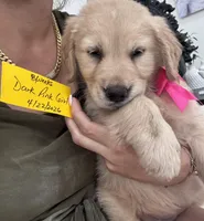 Dark Pink Girl , a female Golden Retriever for sale in Orlando, FL – Photo 2 of 4