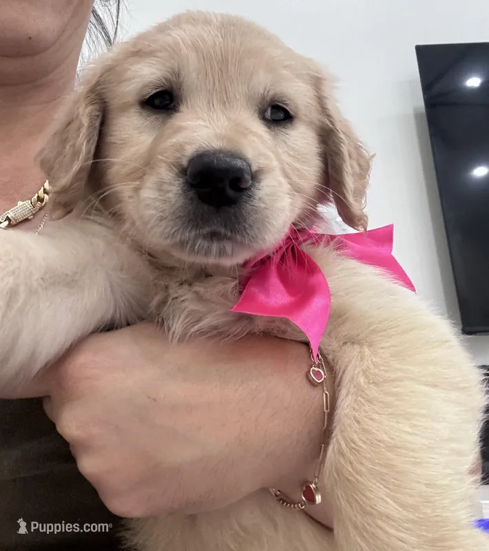 Dark Pink Girl  – Golden Retriever puppy for sale in Orlando, FL
