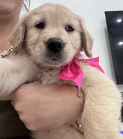 Dark Pink Girl , a female Golden Retriever for sale in Orlando, FL – Photo 1 of 4