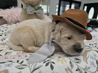 Brown boy , a male Golden Retriever for sale in Orlando, FL – Photo 3 of 4