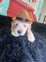 Brown boy , a male Golden Retriever for sale in Orlando, FL – Photo 5 of 7