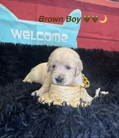 Brown boy , a male Golden Retriever for sale in Orlando, FL – Photo 4 of 7