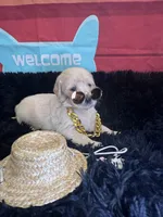 Brown boy , a male Golden Retriever for sale in Orlando, FL – Photo 7 of 7