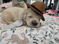 Brown boy , a male Golden Retriever for sale in Orlando, FL – Photo 4 of 4