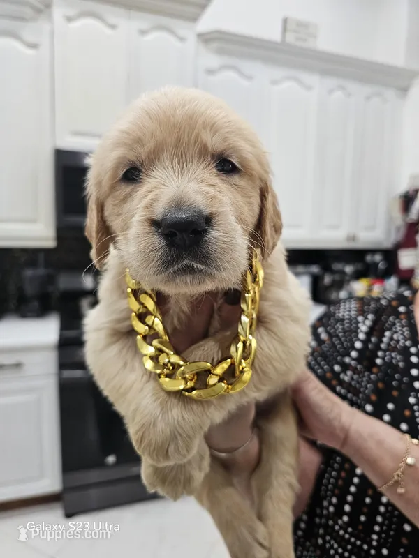 Brown boy  – Golden Retriever puppy for sale in Orlando, FL