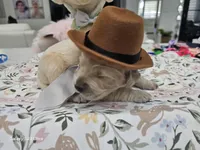 Brown boy , a male Golden Retriever for sale in Orlando, FL – Photo 2 of 4