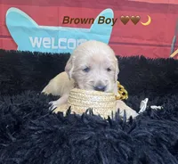 Brown boy , a male Golden Retriever for sale in Orlando, FL – Photo 3 of 7