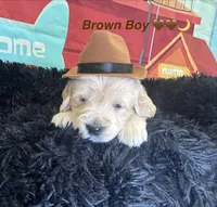 Brown boy , a male Golden Retriever for sale in Orlando, FL – Photo 6 of 7