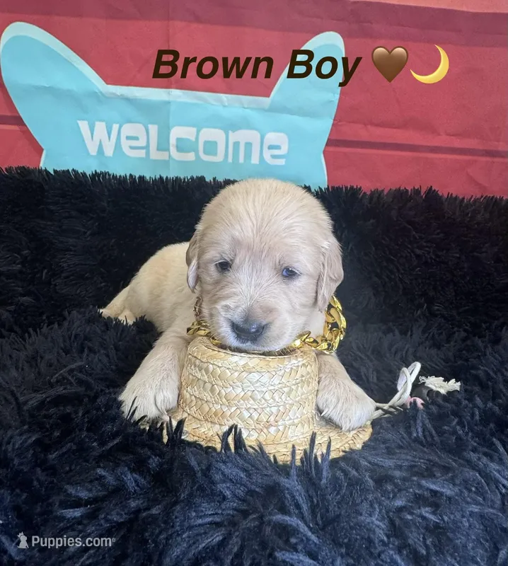 Brown boy  – Golden Retriever puppy for sale in Orlando, FL