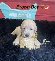 Brown boy , a male Golden Retriever for sale in Orlando, FL – Photo 2 of 7