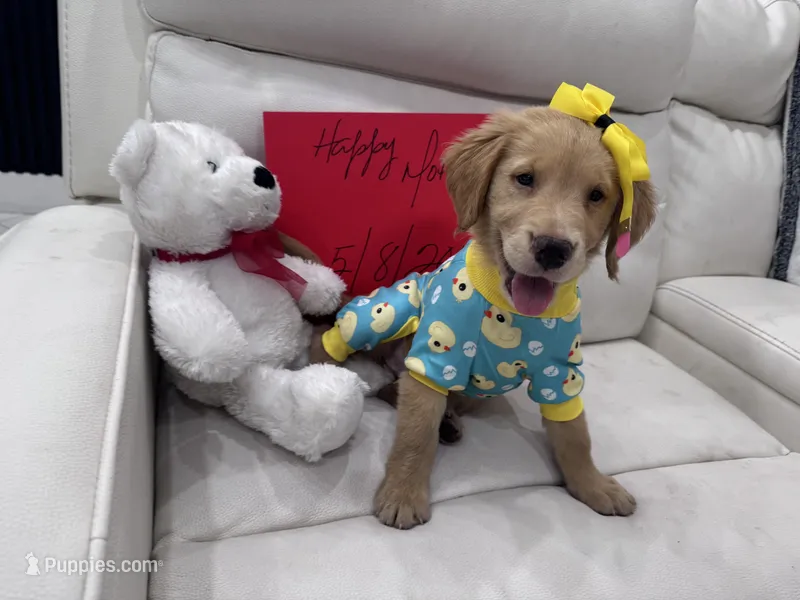 Light yellow girl  – Golden Retriever puppy for sale in Orlando, FL