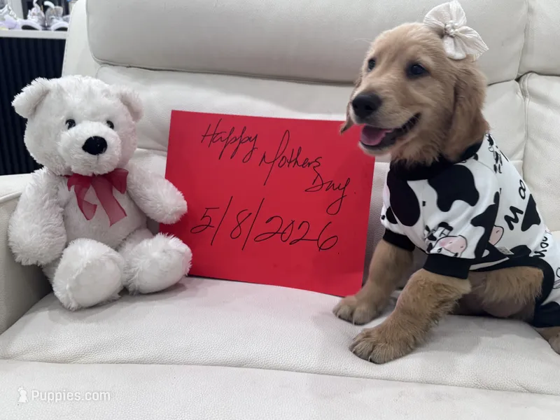 Beige Girl  – Golden Retriever puppy for sale in Orlando, FL