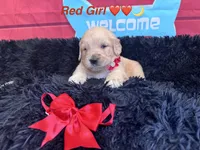 Red girl , a female Golden Retriever for sale in Orlando, FL – Photo 3 of 7