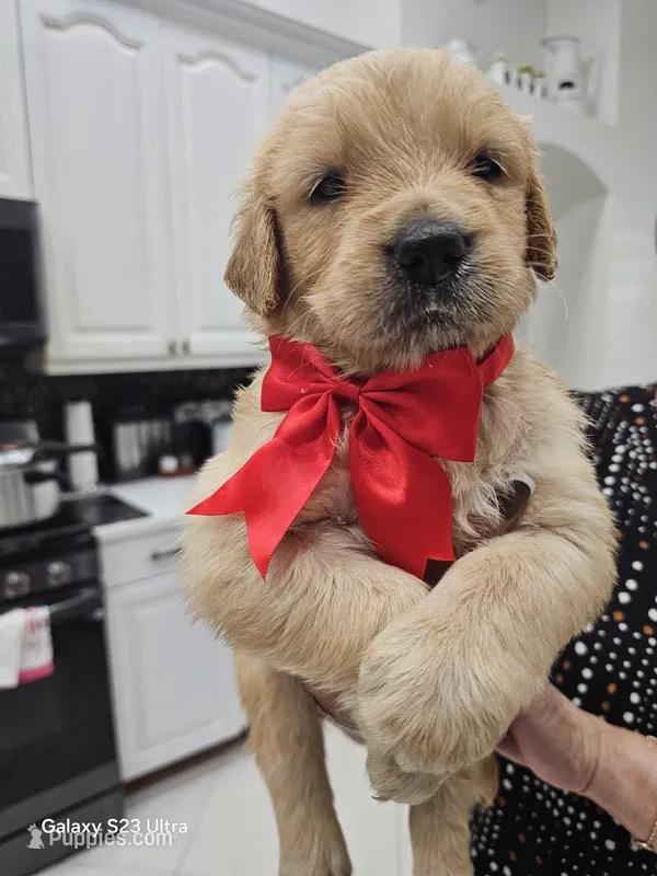 Red girl  – Golden Retriever puppy for sale in Orlando, FL
