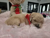 Red girl , a female Golden Retriever for sale in Orlando, FL – Photo 2 of 4