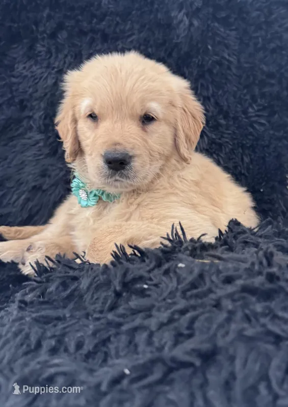 Tourquoise Girl  – Golden Retriever puppy for sale in Orlando, FL