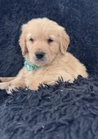 Tourquoise Girl , a female Golden Retriever for sale in Orlando, FL – Photo 1 of 3