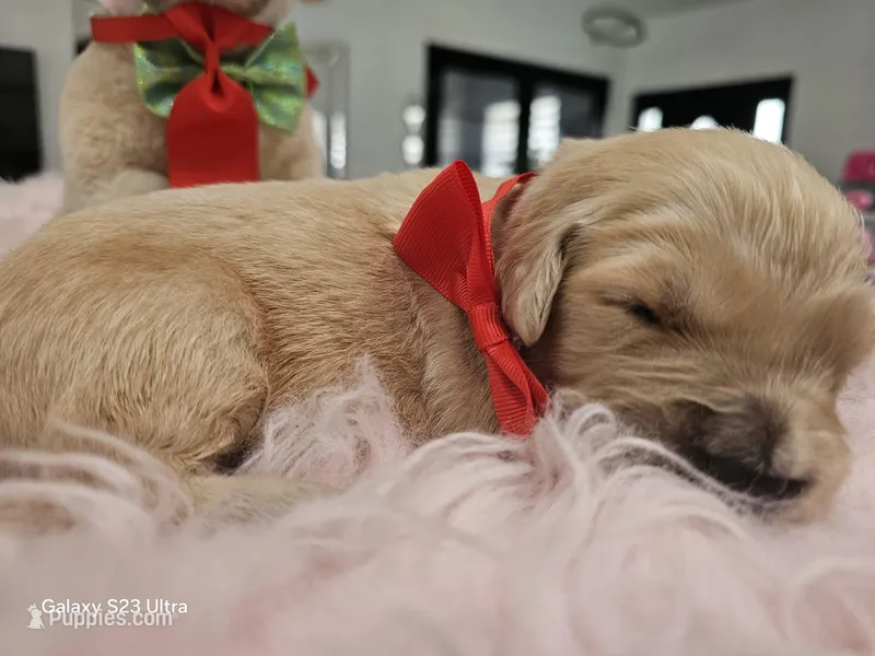 Red girl  – Golden Retriever puppy for sale in Orlando, FL