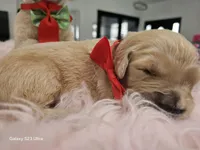 Red girl , a female Golden Retriever for sale in Orlando, FL – Photo 1 of 4