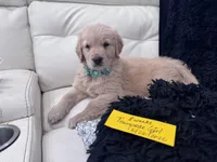 Tourquoise Girl , a female Golden Retriever for sale in Orlando, FL – Photo 2 of 3