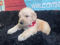 Red girl , a female Golden Retriever for sale in Orlando, FL – Photo 5 of 7