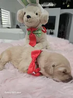 Red girl , a female Golden Retriever for sale in Orlando, FL – Photo 4 of 4