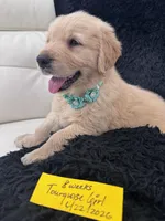 Tourquoise Girl , a female Golden Retriever for sale in Orlando, FL – Photo 3 of 3