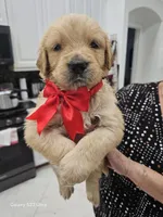 Red girl , a female Golden Retriever for sale in Orlando, FL – Photo 7 of 7