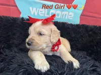 Red girl , a female Golden Retriever for sale in Orlando, FL – Photo 2 of 7