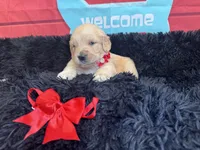 Red girl , a female Golden Retriever for sale in Orlando, FL – Photo 6 of 7