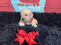 Red girl , a female Golden Retriever for sale in Orlando, FL – Photo 4 of 7