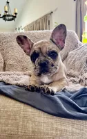 Gracie, a female French Bulldog for sale in Rockport, TX – Photo 4 of 9