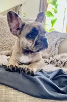 Gracie, a female French Bulldog for sale in Rockport, TX – Photo 3 of 9