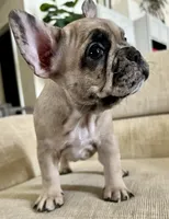 Gracie, a female French Bulldog for sale in Rockport, TX – Photo 9 of 9