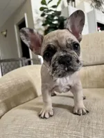 Gracie, a female French Bulldog for sale in Rockport, TX – Photo 6 of 9