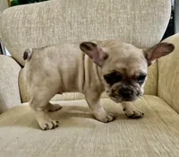 Gracie, a female French Bulldog for sale in Rockport, TX – Photo 2 of 9