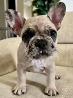 Gracie, a female French Bulldog for sale in Rockport, TX – Photo 8 of 9