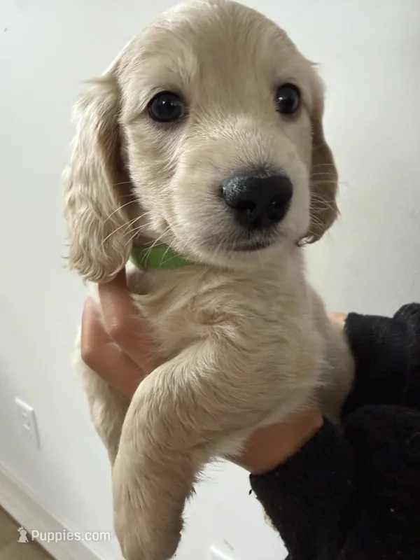 Mr Green  – Miniature Dachshund puppy for sale in Shakopee, MN