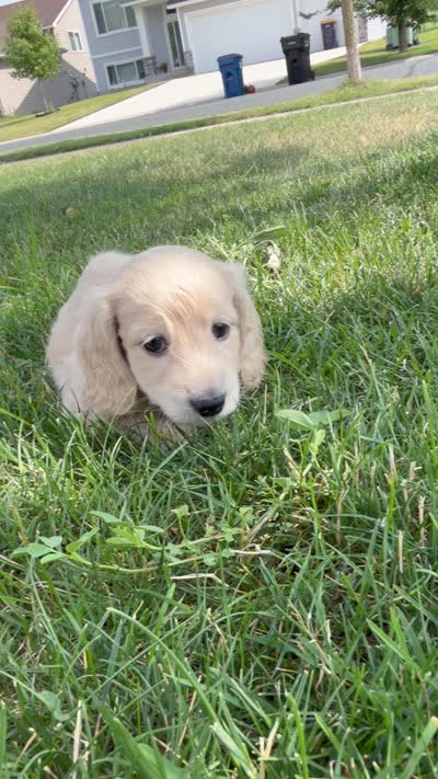 Mr Green , a male Miniature Dachshund for sale in Shakopee, MN – 3 of 3