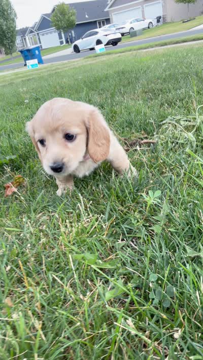 Miss Pink , a male Miniature Dachshund for sale in Shakopee, MN – 1 of 1