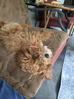 Rosie , a female Poodle - Miniature  for sale in Pike Creek, DE – 3 of 5