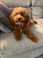 Rosie , a female Poodle - Miniature  for sale in Pike Creek, DE – 2 of 5