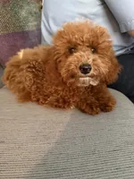 Rosie , a female Poodle - Miniature  for sale in Pike Creek, DE – 4 of 5
